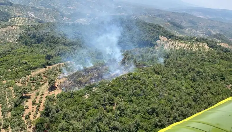 Aydın'da Orman Yangını: Doğa Alarm Veriyor, Yetkililer Fırtına ile Mücadele Ediyor