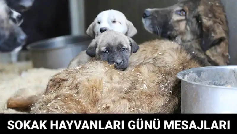 Dünya Sokak Hayvanları Günü: Farkındalığı Artırmak İçin Bir Çağrı