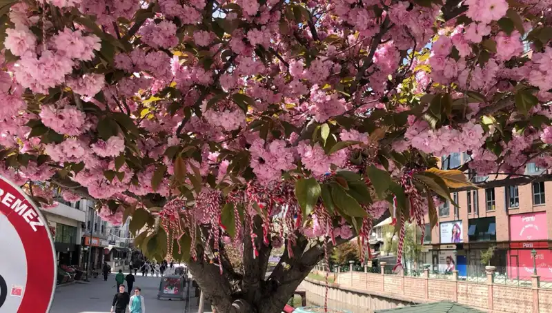Süs Erik Ağaçlarına Martenitsa İle Baharın Müjdecisi Geldi!