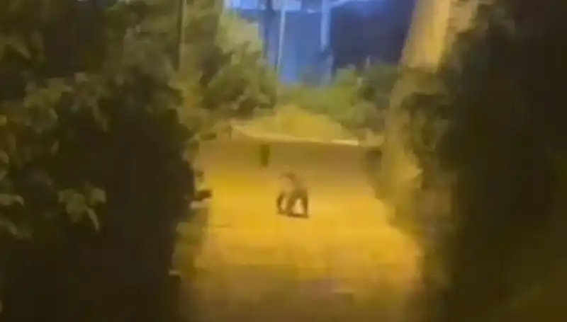 Gümüşhane Merkezinde Ayı Görüntüleri Dikkat Çekti: Doğa Şehirle Buluştu!