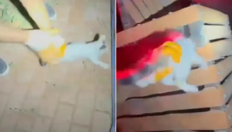İtfaiye Ekibi Gece Yarısı Kediyi Kurtarmak İçin Seferber Oldu!