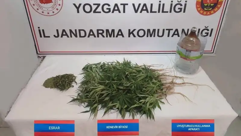Yozgat’ta 40 Kök Kenevir Ele Geçirildi: Uyuşturucu Operasyonu Detayları