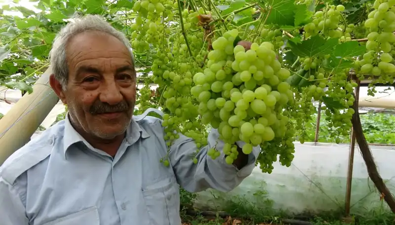 Zirai Don Meyve Fiyatlarını Sarsarak Vurdu: İlk Ürünler 250 TL'den Satılıyor