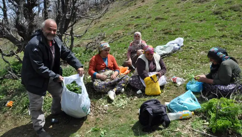 Yüzlerce Ailenin Geçim Kaynağı: 5 Saat Yürüyerek 250 Lira Kazanıyorlar