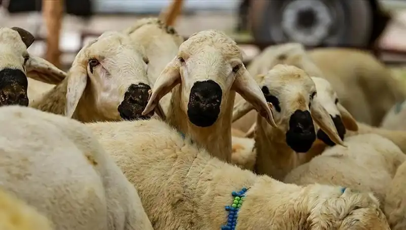 Kurban Bayramı 2025: Kurban Kesmek Farz Mı? En Çok Merak Edilenler