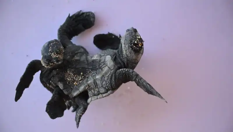 Görenlerin Gözlerine inanamadığı o eşsiz siyam ikizi caretta carettalar