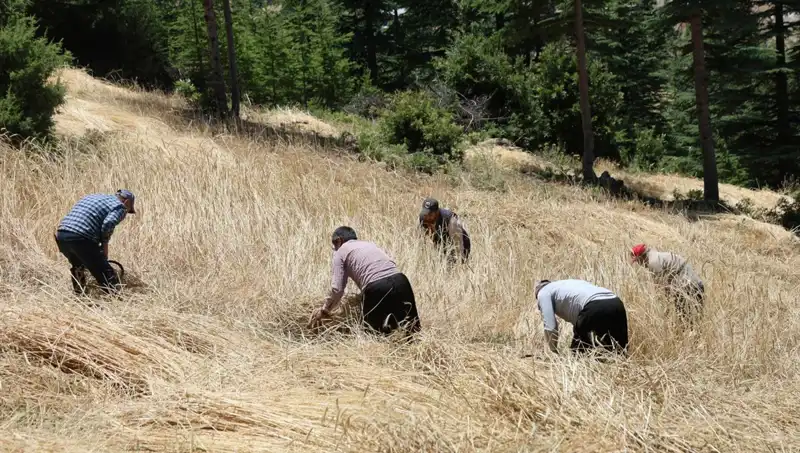 Teknolojinin Yaygınlaşmadığı Tarla: Ellik ve Orakla Hasat Dönemi Başladı