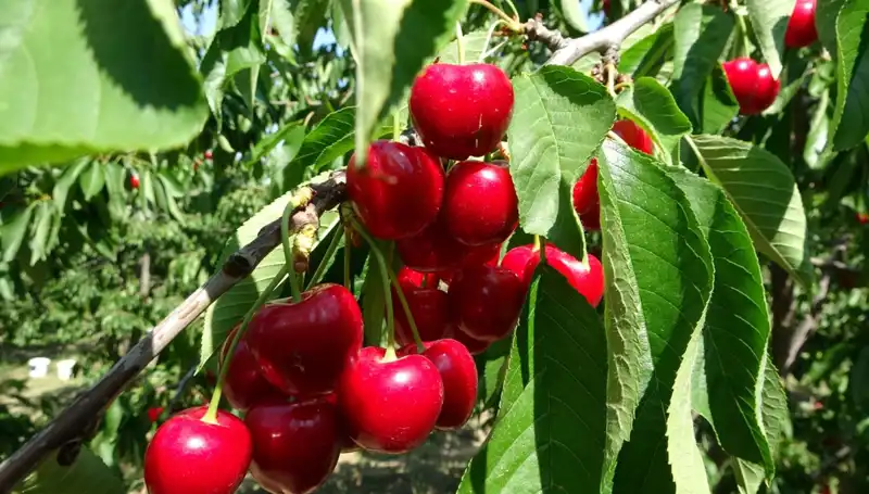 Çay Bardağına Sığmayan Lezzet: Hasadı Başlayan Çayın Hikayesi