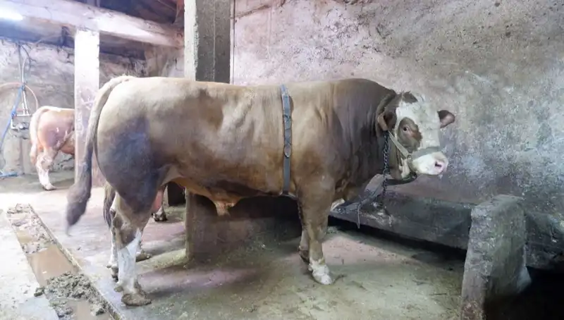 Tam 1 Ton 200 Kilo! Rekor Fiyatla Alıcısını Buldu