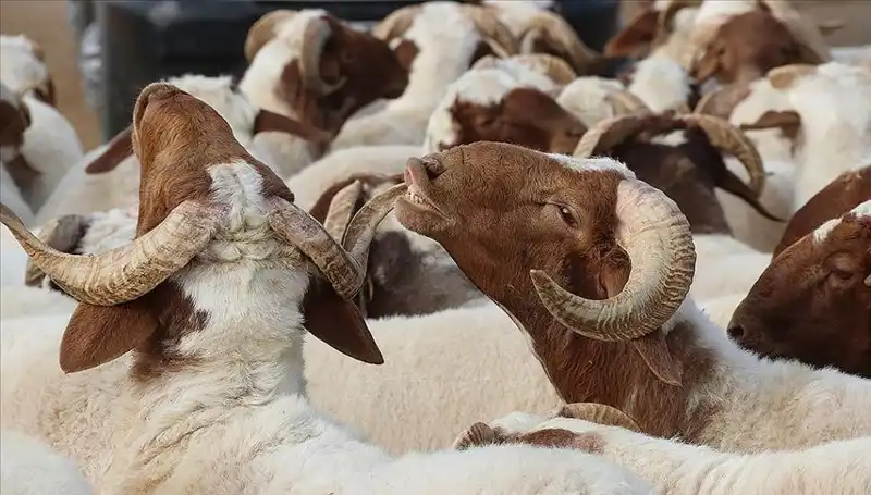 Akika Kurbanı Nedir? Yenir Mi, Ne Zaman Kesilir?