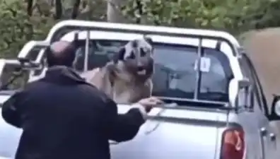 Trabzon'da Köpek Dövme Skandalı: Canilik İflası Ortaya Çıktı!