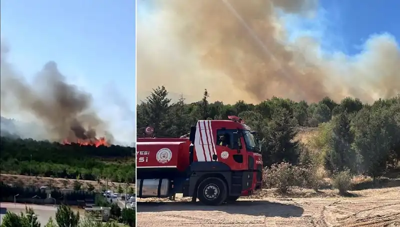 Gebze'de Korkutan Orman Yangını: Hayvanlar ve Bitkiler Tehlikede!
