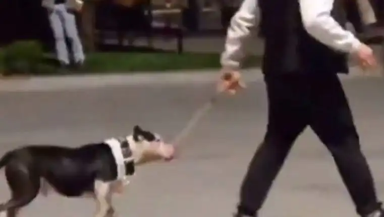 Ağızlıksız Pitbull’un Başka Köpeklere Saldırısı: Sahibine Cezai İşlem!