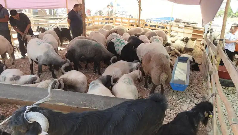 Kurban Bayramı’nın İlk Günü: Hayvan Pazarları Canlandı!