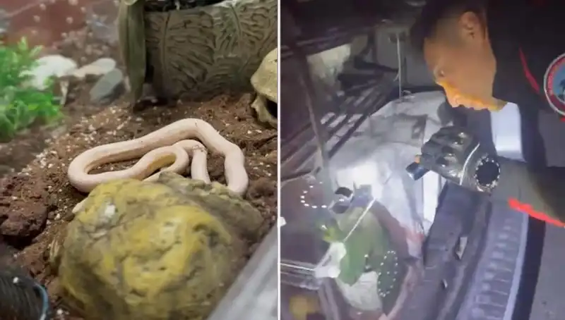 Devriye Ekipleri İnanılmaz Bir Olaya Tanıklık Etti: Arka Koltuktan Zehirli Yılanlar Fışkırdı!