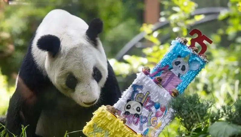 35 Yaşına Giren Dev Panda Xin Xin, Kutlamalarla Gündem Oldu!