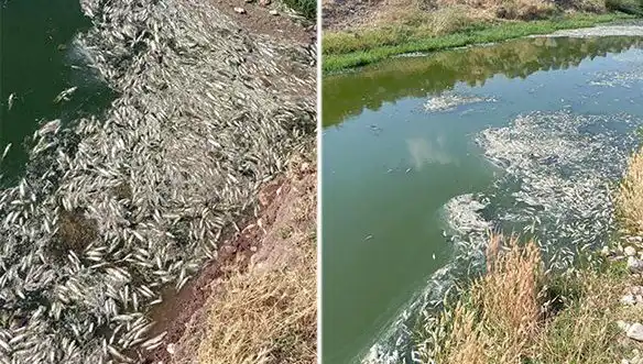 Karasu Çayı’nda Yaşanan Balık Ölümleri: Sebepleri Araştırılıyor!