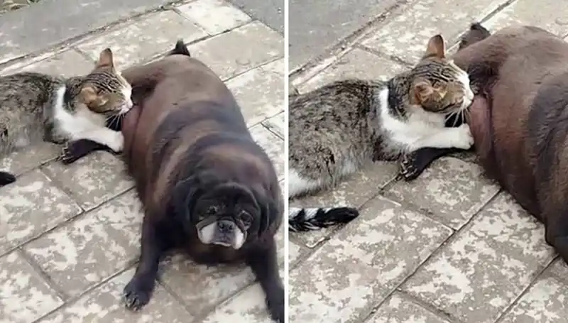 Erzurum Sokaklarında Aşkın ve Şefkatin Dili: Bir Köpek Kediyi Emziriyor