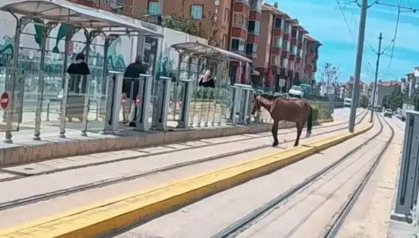 Eskişehir'de Tramvay Raylarında Görülen Başboş At: Şaşkınlık Yaratan Olay
