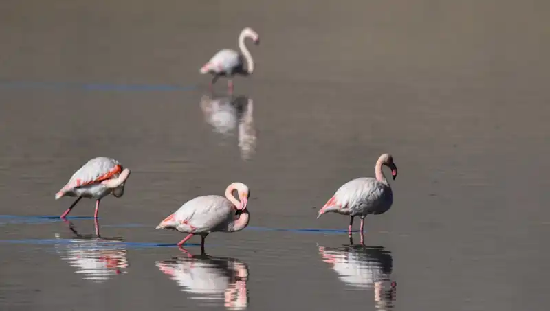Kuş Cenneti Kuraklıkla Sınanıyor: Flamingoların Mucizevi Yaşamı Tehlikede